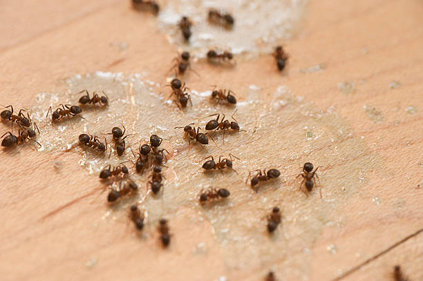 Best Wasp Removal Services  in Gladstone, OR